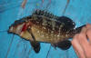 Yellowbelly Rockcod caught on sardine